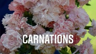 Grow A Long Carnations ‘Dianthus caryophyllus’ [upl. by Urbana]