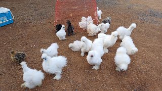 Super Beautiful Silkie Chicken  Chicken Farm [upl. by Annel]