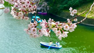 LA FIORITURA DEI CILIEGI A TOKYO [upl. by Inar776]