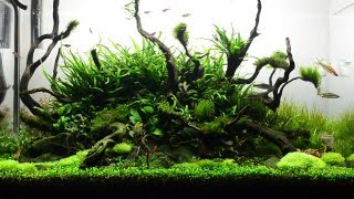 90cm Aquascape Day 80 Update  Aqueous Reflection [upl. by Candless]