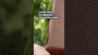 Day gecko makes beats gecko lizard reptiles cuteanimals funnyanimals funnyshort [upl. by Maegan77]