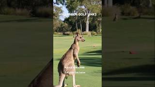 Emus as Caddies Welcome to Nullarbor Links the Longest Golf Course [upl. by Nahtanhoj]