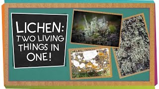 Lichen Two Living Things In One  Biology for Kids [upl. by Enialahs]