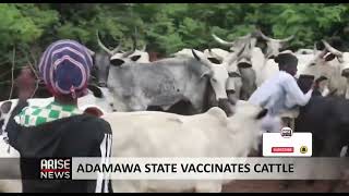 ADAMAWA STATE VACCINATES CATTLE [upl. by Sesylu867]