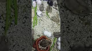 Time to eat shortsvideo Ham istanaikanmadura shorts aquariumhamster hamsters hamsterbabies [upl. by Marden]