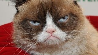 The Untold Truth Of Grumpy Cat [upl. by Osric745]