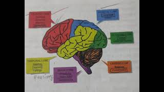 Human Brain  Temporal lobefrontal lobe [upl. by Zemaj]