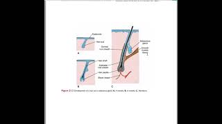 Integumentary system embryology [upl. by Fagin]