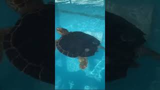 Turtle Hospital in Marathon The Keys  Florida [upl. by Lovering354]