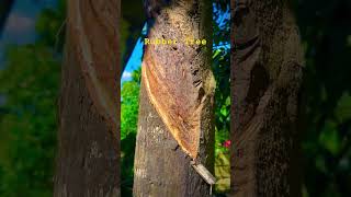 Rubber tree near by home youtubeshorts shortvideos viralvideos rubber [upl. by Onurb]