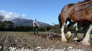 Clydesdale Horses at Work at Muckross Tradtiional Farms [upl. by Akim]