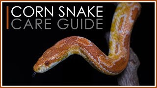 Complete Corn Snake Care Guide  2018 Edition [upl. by Adelheid910]