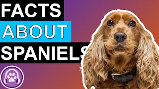 Facts About Spaniels  Surprising Facts You Didnt Know [upl. by Cordie]