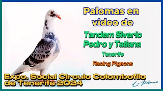 Palomas Mensajeras  Tandem Siverio  Expo Tenerife 2024 [upl. by Knuth596]