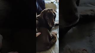 SPROCKER FUSS AND CUDDLES CHOCOLATE SPROCKER SPANIEL [upl. by Eelahs359]