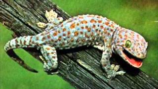 GECKO  তক্ষক এর ডাক  কোক্কে  KOKKE [upl. by Nirak]