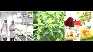 Stevia farming  Medicinal plant amp High profitable  आप भी कर सकते हैं शुरू बड़ी आसानी से [upl. by Brett273]