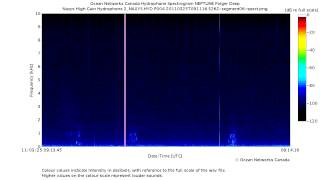 Three Grey Whale Calls [upl. by Arv]