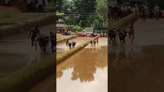 Kambala today kambula race village sports [upl. by Maxey116]