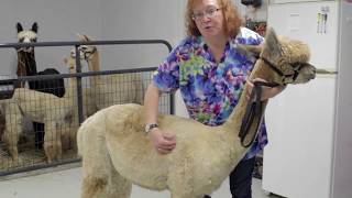 Body Condition Scoring for Camelids [upl. by Aldred]