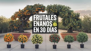 Cómo tener frutales en solo 30 días  Acodo aéreo [upl. by Tucky]