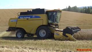 4K New Holland CS540 Combine Threshing Wheat [upl. by Ehcadroj]