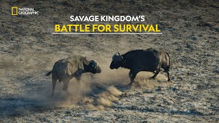 Wild Battles of Mombo  Savage Kingdom  हिंदी  S4  E2  Nat Geo Wild [upl. by Marmion]