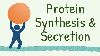 9 INTERESTING FACTS about Protein Synthesis and Secretion that Nobody Tells You [upl. by Ariamat181]