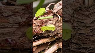 Uncovered Ants secrets life at Montreal’s insectarium [upl. by Somerville975]