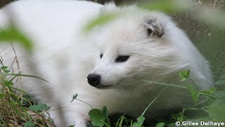 Chiens viverrin  Wasbeerhonden  Raccoon Dogs  Pairi Daiza [upl. by Llesig]