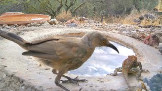 Thrasher Takes a Poke at Desert Spiny Lizard [upl. by Acilef]