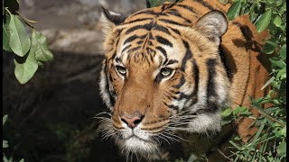 Live Tiger Cam  San Diego Zoo Safari Park [upl. by Shanleigh]