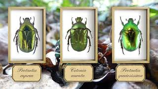 Beetle Identification Flower Chafer Species  which insect did we find in our forest in France [upl. by Atilehs485]