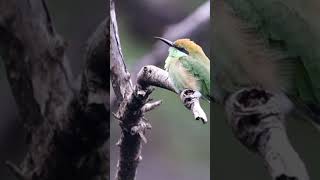 Green Bee Eater birdbirdsworldbirdsbirdwatcherbirdvidrographynaturebirdslover [upl. by Griz]