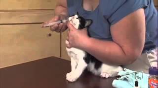 Giving Your Cat Liquid Medications Part 2  1 Person Procedure [upl. by Lucy711]