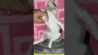 My Hypersomnia kitten😂😊😘 rap music hiphop funny evryone highlights [upl. by Aitselec]