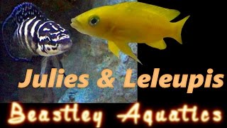 How to keep and breed Neolamprolagus leleupi and Julidochromis transcriptus [upl. by Auberbach795]