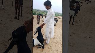 LCI nilverm plus injection of medicine of goat animals tharparkar beauty animals of nature lover [upl. by Phillip318]