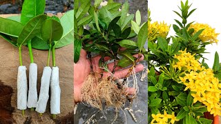 How to grow Ixora from cuttings using tissue paper  Ixora propagation from cuttings [upl. by Yram990]