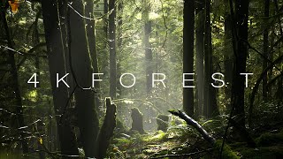 4K Forest  Cinematic Forest  4K Nature Video Ultra HD [upl. by Geffner]