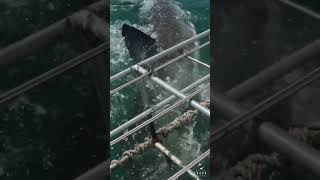 Great White Shark Ampullae Of Lorenzini Picks Up People In The Cage [upl. by Giverin]