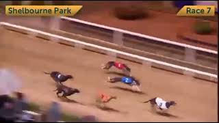 Bockos Diamond  BoyleSports Irish Greyhound Derby Semi Final [upl. by Emarie]