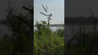 Urochloa mutica flowers [upl. by Abisia206]