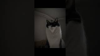 Albus cute cat albus edit goviral funny pets photography smurfcat shorts [upl. by Sipple]