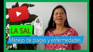 Cómo eliminar las babosas y los caracoles de las plantas 🧐🧐 [upl. by Yttig]