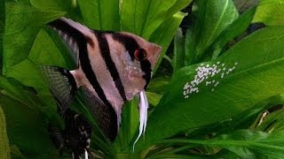 How To Breed Angelfish Plus Raise Fry [upl. by Faina]