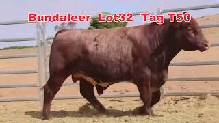 2024 Naracoorte Shorthorn Bull Sale Bundaleer Lot 32 [upl. by Pickard209]