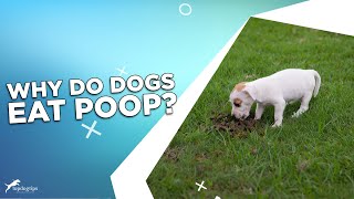 Why Do Dogs Eat Poop [upl. by Ardnikal]