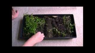 Soil Mixes For Propagation [upl. by Jala]