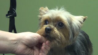 How to Groom A Yorkie Puppy Cut Yorkshire Terrier  DoItYourself Dog Grooming [upl. by Moretta]